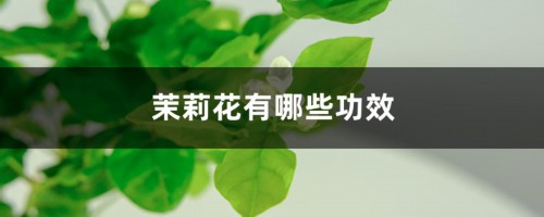 茉莉花有哪些功效