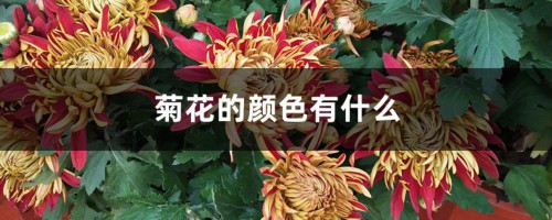 菊花的颜色有什么