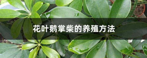 花叶鹅掌柴的养殖方法