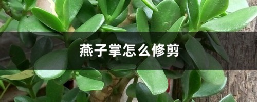 燕子掌怎么修剪，什么时候修剪