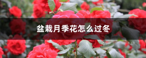 盆栽月季花怎么过冬