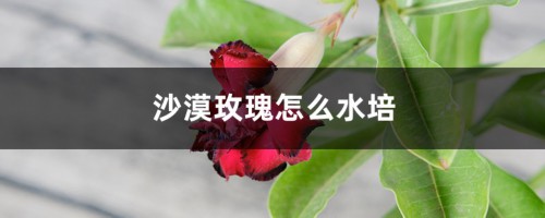 沙漠玫瑰怎么水培