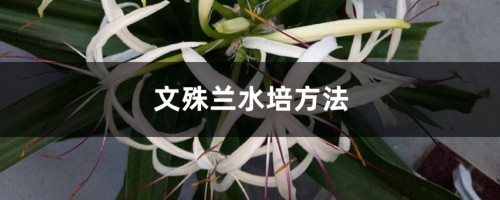 文殊兰水培方法