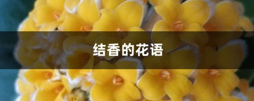 结香的花语，有什么传说故事