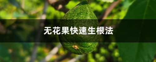 无花果快速生根法：水培诱导生根快！