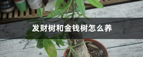 发财树和金钱树哪个好养，怎么养的好