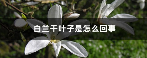 白兰干叶子是怎么回事