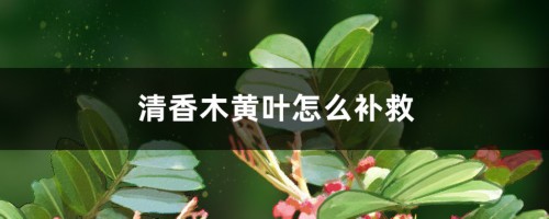 清香木黄叶的原因和处理办法