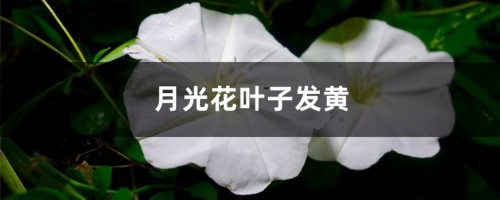 月光花黄叶的原因和处理办法