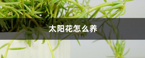 太阳花怎么养