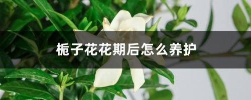 栀子花花期后怎么养护