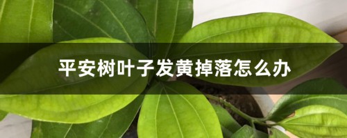 平安树叶子发黄掉落怎么办