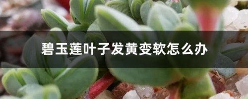 碧玉莲叶子发黄变软怎么办