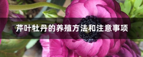 芹叶牡丹的养殖方法和注意事项