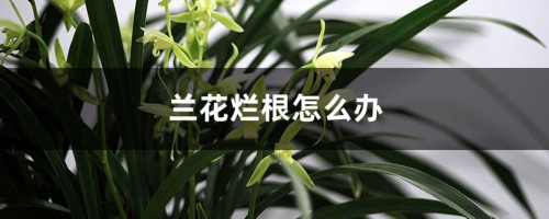 兰花烂根怎么办