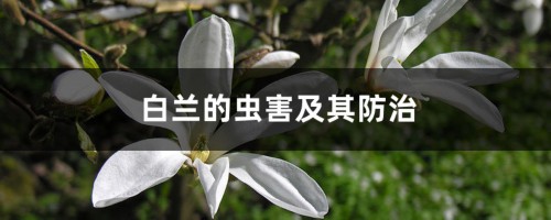 白兰的虫害及其防治