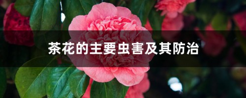 茶花的主要虫害及其防治