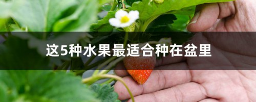 这5种水果最适合种在盆里