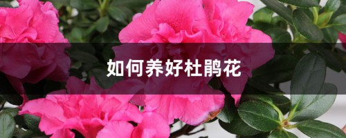 如何养好杜鹃花