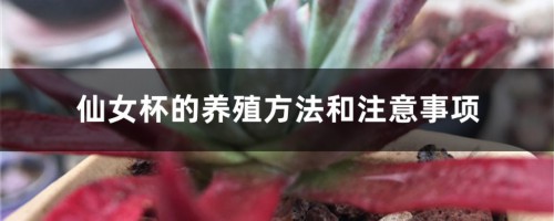 仙女杯的养殖方法和注意事项