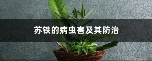 苏铁的病虫害及其防治