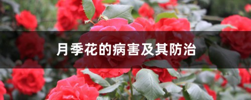 月季花的病害及其防治