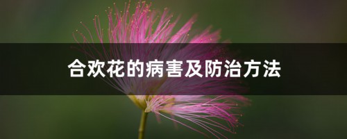 合欢花的病害及防治方法