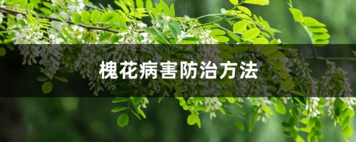 槐花病害防治方法