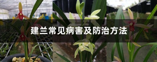 建兰常见病害及防治方法