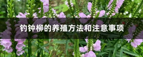 钓钟柳的养殖方法和注意事项