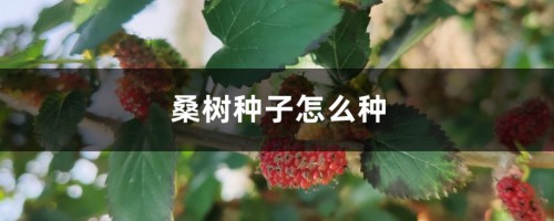 桑树种子怎么种