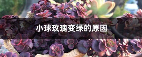 小球玫瑰变绿的原因