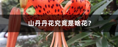 山丹丹花究竟是啥花？