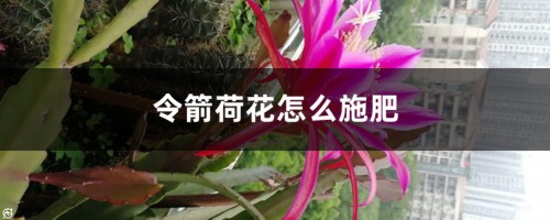 令箭荷花怎么施肥