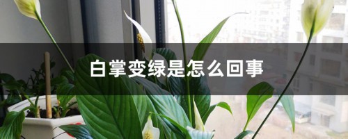 白掌变绿是怎么回事