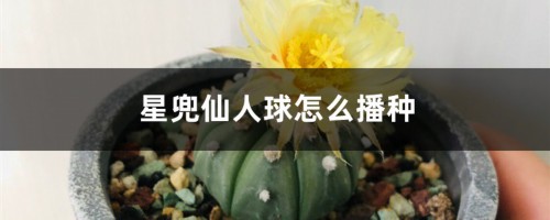 星兜仙人球怎么播种