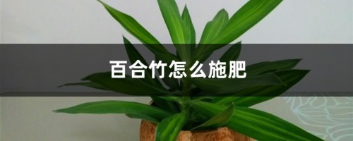 百合竹怎么施肥