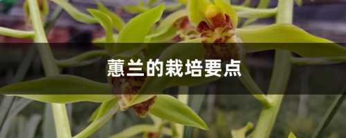 蕙兰的栽培要点