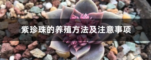 紫珍珠的养殖方法及注意事项