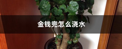 金钱兜怎么浇水