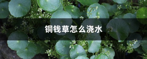 铜钱草怎么浇水