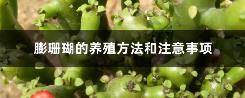 膨珊瑚的养殖方法和注意事项