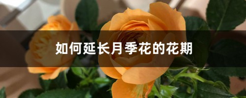 如何延长月季花的花期