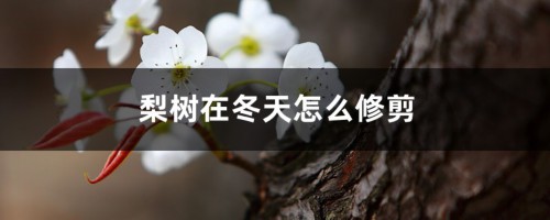 梨树在冬天怎么修剪