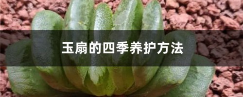 玉扇的四季养护方法