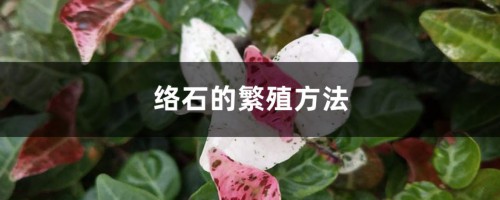 络石的繁殖方法