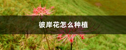 彼岸花怎么种植