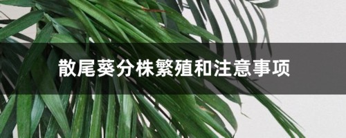 散尾葵分株繁殖和注意事项