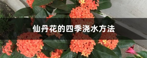 仙丹花的四季浇水方法