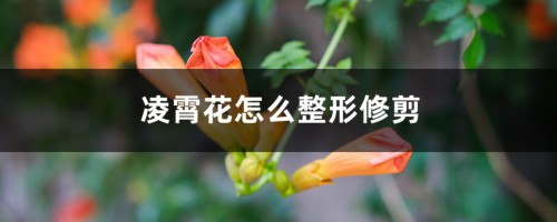 凌霄花怎么整形修剪